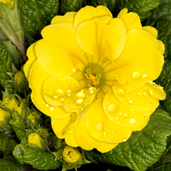 Polyanthus Yellow | 3 or 6 1L Pots