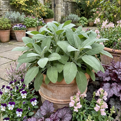 Salvia officinalis ‘Berggarten’ Sage Herb Plants, Hardy Perennial Culinary Herb, Outdoor Garden Ready, 1 Litre Root-Ball