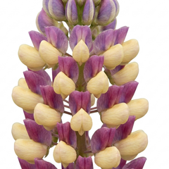 1 Lupin Persian Slipper Hardy Perennial Flower Plant, Bee Friendly Cottage Garden Ready, 3L Root Ball