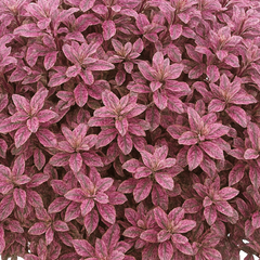 Pittosporum Bannow Bay | 3L Pot