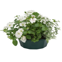 7 Colour Coordinated Plants - Effortless Chic Theme Speedplanter, Garden Ready