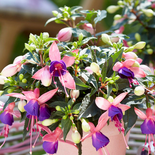 Fuchsia Bella Mariska | 3 or 6 1L Pots