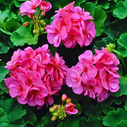 Geranium Toscana Anne | 3 or 6 1L Pots
