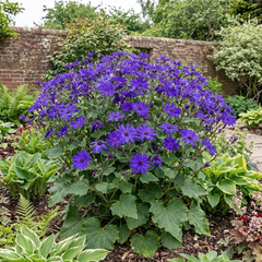 Senetti Violet Pericallis Plant, Colourful Outdoor Summer Bedding Flower, Garden Ready, 17cm Root-Ball