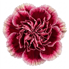 1 Carnation Capitan Colon Dianthus Plant, Summer Flowering Hardy Perennial, 2 Litre Root Ball