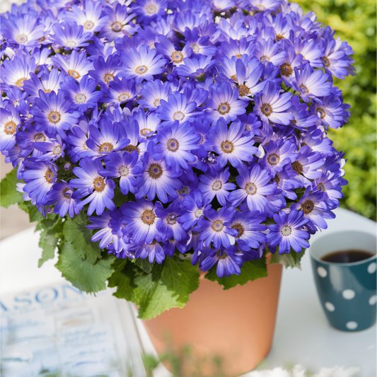 Senetti Magic Blue, Outdoor Garden Ready, 2L Pot
