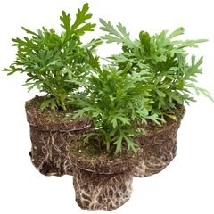 Argyranthemum Madeira Deep Pink | 3 or 6 1L Pots