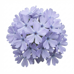 Set of 3 or 6 Phlox Emerald Cushion Blue Alpine Plants, Hardy Perennial Creeping Ground Cover, Flowering Garden Plants, 1 Litre Root-Ball