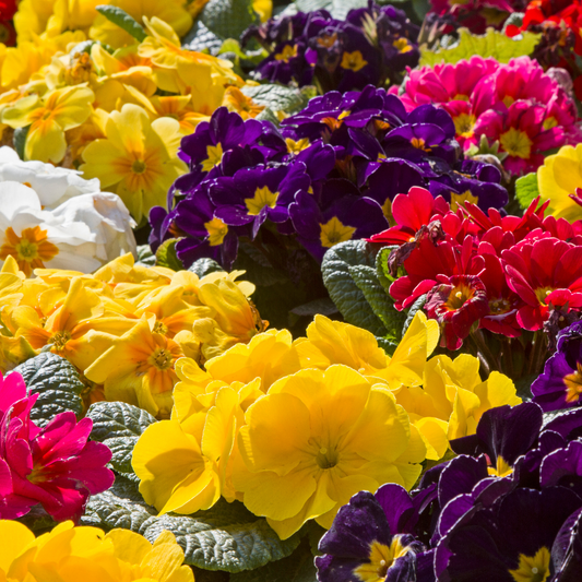 Primrose Growers Selection | 3 or 6 1L Pots