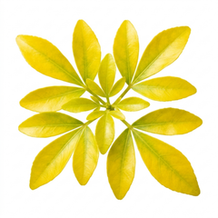 1 Choysia Sundance Plant, Hardy Evergreen Mexican Orange Blossom, 7.5 Litre Root Ball
