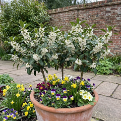 Osmanthus Burkwoodii Plants, Fragrant Evergreen Hedging Shrubs, Outdoor Garden Ready, White Flowers, 11cm Root-Ball