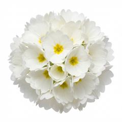 Set of 3 or 6 Primula Little Queen White Hardy Perennial Plants, Spring Flowering, Outdoor Garden Ready, 1 Litre Root-Ball