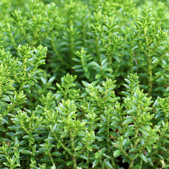 Hebe Little Leaves Green | 2L Pots