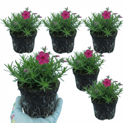 Set of 3 or 6 Phlox ‘Fabulous Rose’ Hardy Perennial Plants, Fragrant, Bee Friendly, Summer Flowering, Outdoor Garden Ready, 1 Litre Root-Ball
