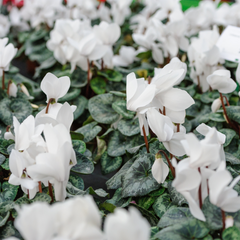 Cyclamen White | 3 or 6 1L Pots