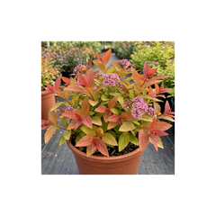 Spiraea Goldflame Plant, Hardy Japanese Spirea Flowering Shrub, Garden Ready, 17cm Root-Ball