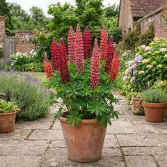 1 Lupin Legendary Red Shades Plant, Hardy Perennial, Garden Ready, 3 Litre Root-Ball