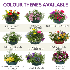 7 Colour Coordinated Plants - Berry Swirl Theme Speedplanter, Garden Ready