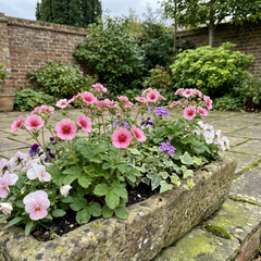 Potentilla Miss Wilmott Hardy Perennial Shrub Plants, Bee Friendly Summer Flowering, Outdoor Garden Ready, 1 Litre Root-Ball