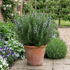 Set of 3 or 6 Rosemary Herb Plants (Salvia rosmarinus), Hardy Evergreen Perennial, Culinary Cooking Herb, Outdoor Garden Ready, 1 Litre Root-Ball