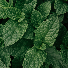 Peppermint | 3 or 6 1L Pots