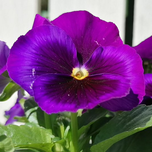Upright Pansy Delta Pro Neon Violet | 3 or 6 1L Pots