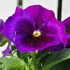 Upright Pansy Delta Pro Neon Violet | 3 or 6 1L Pots