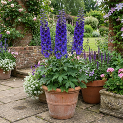 Set of 3 or 6 Delphinium Dark Blue Black Bee Tall Hardy Perennial Plants, Summer Flowering Border Plants, Outdoor Garden Ready, 1 Litre Root-Ball