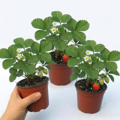 Strawberry Delizz Variety, Outdoor Garden Ready, 1L