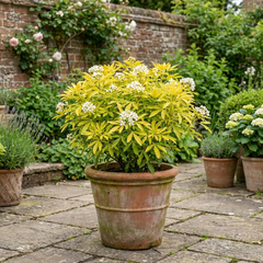 Choisya Aztec Gold Plant, Hardy Evergreen Mexican Orange Blossom Shrub, Litre Root Ball
