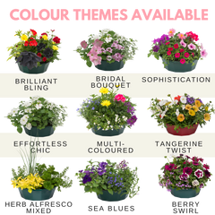 7 Colour Coordinated Plants - Bridal Bouquet Theme Speedplanter, Garden Ready