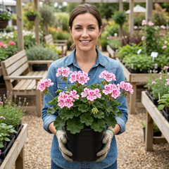 1 Geranium Pretty Little Pink Splash, Summer Flowering Plant, Outdoor Garden Ready, 5 Litre Root-Ball