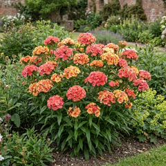 1 Dianthus Tequila Sunrise Plant, Fragrant Summer Flowering Perennial, Hardy Garden Ready, 5L Root Ball
