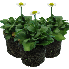 Bellis White | 3 or 6 1L Pots