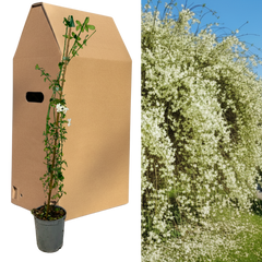 1 Live Outdoor Garden Ready Common Jasmine Plant - Jasminum officinale, 2L Pot