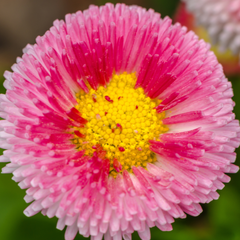 Bellis Rose | 3 or 6 1L Pots