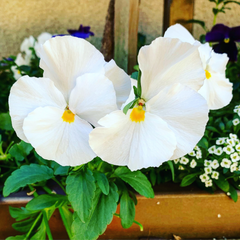 Upright Pansy Delta Pro Clear White | 3 or 6 1L Pots