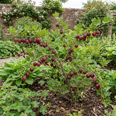 Gooseberry Kamieniar Plant, Hardy Edible Fruit Bush, Outdoor Garden Ready, 17cm Root Ball