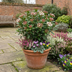Viburnum Tinus Evergreen Privacy Hedge Plants, Hardy Winter Flowering Garden Shrub, Outdoor Garden Ready, 1 Litre Root-Ball