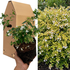 Abelia Francis Mason – 1x Large, Outdoor Garden Ready Plant. Supplied in Peat Free & Well-Rooted 2L Pot. Golden Variegated Foliage & Blush-Pink Summer Flowers for Bright, Year-Round Border Structure