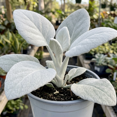 Senecio Angel Wings Plant, Hardy Silver Foliage Perennial, Outdoor Garden Ready, 2L Root-Ball