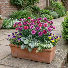 Pink Purple Carnation, Ready to Plant in Your Garden, 10.5 cm