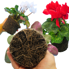 Large Cyclamen Flame Growers Selection | 3 or 6 1L Pots