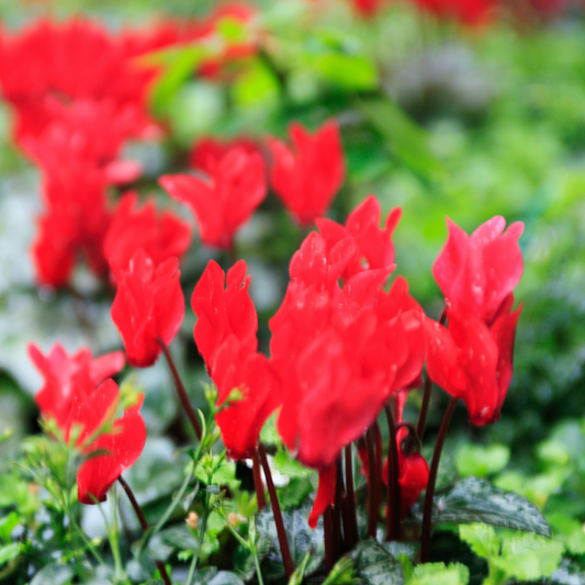 Cyclamen Red | 3 or 6 1L Pots