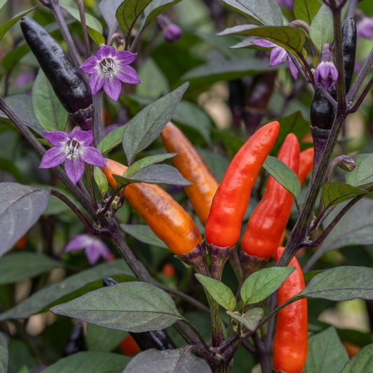 Set of 3 or 6 Large Plants - Grow Your Own Chilli Pepper Atomic, Garden Ready