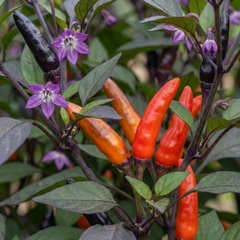 Set of 3 or 6 Large Plants - Grow Your Own Chilli Pepper Atomic, Garden Ready