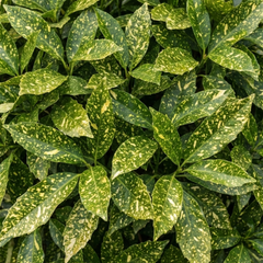 Aucuba Japonica Variegata Spotted Laurel Plant, Shade Loving Hardy Evergreen Shrub, 2 Litre Root Ball