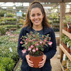 1 Large Plant - Upright Fuchsia Fuchsita Pink & White, Outdoor Garden Ready, 2L