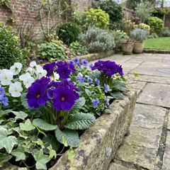 Primrose ‘Queen Neon Violet’ Hardy Perennial Plants, Bee Friendly Spring Flowering, Outdoor Garden Ready, 1 Litre Root-Ball