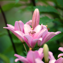 Asiatic Lily Pink | 3 or 6 1L Pots
